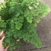 Cây tóc thần vệ nữ 15-20cm, lá vòng tròn bắt mắt, trang trí bể cá koi, non bộ 15.000₫ 2