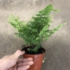 Cây tóc thần vệ nữ 15-20cm, lá vòng tròn bắt mắt, trang trí bể cá koi, non bộ 15.000₫ 3