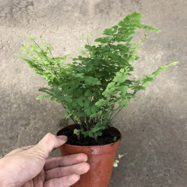 Cây tóc thần vệ nữ 15-20cm, lá vòng tròn bắt mắt, trang trí bể cá koi, non bộ 15.000₫ 3 Cây tóc thần vệ nữ 15-20cm, lá vòng tròn bắt mắt, trang trí bể cá koi, non bộ 15.000₫ 3