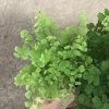 Cây tóc thần vệ nữ 15-20cm, lá vòng tròn bắt mắt, trang trí bể cá koi, non bộ 15.000₫ 4