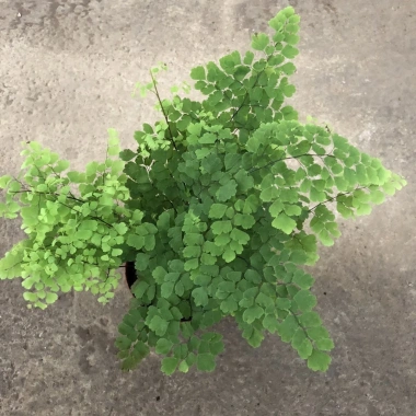 Cây tóc thần vệ nữ 15-20cm, lá vòng tròn bắt mắt, trang trí bể cá koi, non bộ 15.000₫