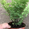 Cây tóc thần vệ nữ 15-20cm, lá vòng tròn bắt mắt, trang trí bể cá koi, non bộ 15.000₫ 6