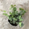Cây tóc thần vệ nữ 15-20cm, lá vòng tròn bắt mắt, trang trí bể cá koi, non bộ 15.000₫ 7