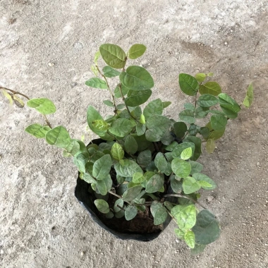 Cây tóc thần vệ nữ 15-20cm, lá vòng tròn bắt mắt, trang trí bể cá koi, non bộ 15.000₫