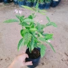 Cây Trà Hoa Nữ - Cây cảnh sân vườn, giá ưu đãi 45.000 VNĐ, lá xanh tươi, dễ trồng 3