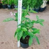 Cây Trà Hoa Nữ - Cây cảnh sân vườn, giá ưu đãi 45.000 VNĐ, lá xanh tươi, dễ trồng 4
