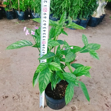 Cây Trà Hoa Nữ - Cây cảnh sân vườn, giá ưu đãi 45.000 VNĐ, lá xanh tươi, dễ trồng