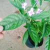 Cây Trà Hoa Nữ - Cây cảnh sân vườn, giá ưu đãi 45.000 VNĐ, lá xanh tươi, dễ trồng 5