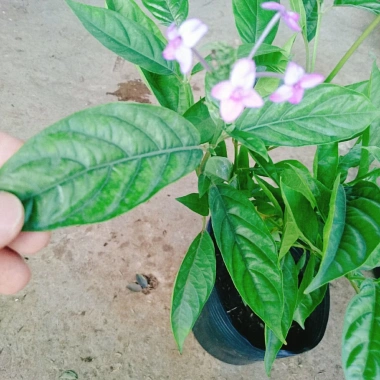 Cây Trà Hoa Nữ - Cây cảnh sân vườn, giá ưu đãi 45.000 VNĐ, lá xanh tươi, dễ trồng 5 Cây Trà Hoa Nữ - Cây cảnh sân vườn, giá ưu đãi 45.000 VNĐ, lá xanh tươi, dễ trồng 5