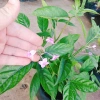 Cây Trà Hoa Nữ - Cây cảnh sân vườn, giá ưu đãi 45.000 VNĐ, lá xanh tươi, dễ trồng 6