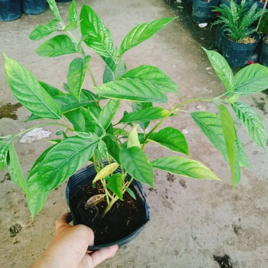 Cây Trà Hoa Nữ - Cây cảnh sân vườn, giá ưu đãi 45.000 VNĐ, lá xanh tươi, dễ trồng