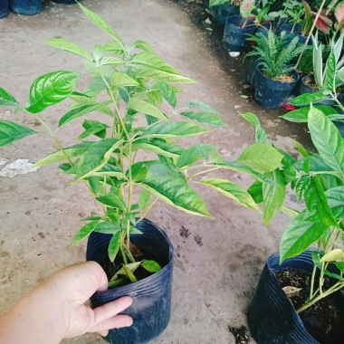 Cây Trà Hoa Nữ - Cây cảnh sân vườn, giá ưu đãi 45.000 VNĐ, lá xanh tươi, dễ trồng
