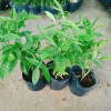 Cây Trà Hoa Nữ - Cây cảnh sân vườn, giá ưu đãi 45.000 VNĐ, lá xanh tươi, dễ trồng 9