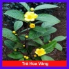 Cây trà hoa vàng - Chè hoa vàng chất lượng, chỉ 28.000₫ (giảm từ 33.880), giao nhanh