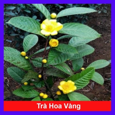 Cây trà hoa vàng - Chè hoa vàng chất lượng, chỉ 28.000₫ (giảm từ 33.880), giao nhanh