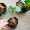 Cây trà hoa vàng - Chè hoa vàng chất lượng, chỉ 28.000₫ (giảm từ 33.880), giao nhanh 2