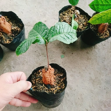 Cây trà hoa vàng - Chè hoa vàng chất lượng, chỉ 28.000₫ (giảm từ 33.880), giao nhanh 2 Cây trà hoa vàng - Chè hoa vàng chất lượng, chỉ 28.000₫ (giảm từ 33.880), giao nhanh 2
