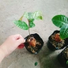 Cây trà hoa vàng - Chè hoa vàng chất lượng, chỉ 28.000₫ (giảm từ 33.880), giao nhanh 3