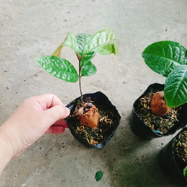 Cây trà hoa vàng - Chè hoa vàng chất lượng, chỉ 28.000₫ (giảm từ 33.880), giao nhanh 3 Cây trà hoa vàng - Chè hoa vàng chất lượng, chỉ 28.000₫ (giảm từ 33.880), giao nhanh 3