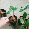 Cây trà hoa vàng - Chè hoa vàng chất lượng, chỉ 28.000₫ (giảm từ 33.880), giao nhanh 4