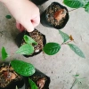 Cây trà hoa vàng - Chè hoa vàng chất lượng, chỉ 28.000₫ (giảm từ 33.880), giao nhanh 5
