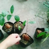 Cây trà hoa vàng - Chè hoa vàng chất lượng, chỉ 28.000₫ (giảm từ 33.880), giao nhanh 6