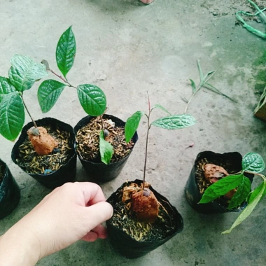 Cây trà hoa vàng - Chè hoa vàng chất lượng, chỉ 28.000₫ (giảm từ 33.880), giao nhanh