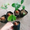 Cây trà hoa vàng - Chè hoa vàng chất lượng, chỉ 28.000₫ (giảm từ 33.880), giao nhanh 7