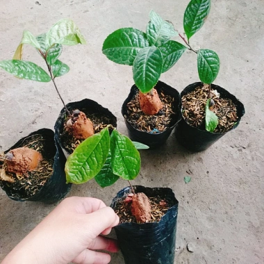 Cây trà hoa vàng - Chè hoa vàng chất lượng, chỉ 28.000₫ (giảm từ 33.880), giao nhanh