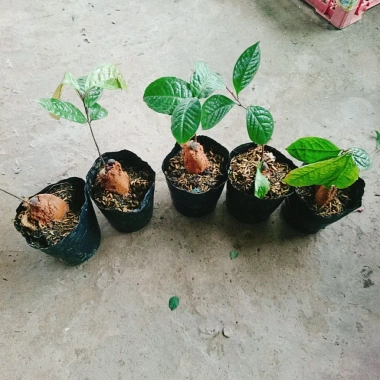 Cây trà hoa vàng - Chè hoa vàng chất lượng, chỉ 28.000₫ (giảm từ 33.880), giao nhanh