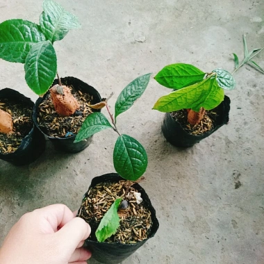 Cây trà hoa vàng - Chè hoa vàng chất lượng, chỉ 28.000₫ (giảm từ 33.880), giao nhanh