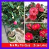 Cây trà my tứ quý kép 3 tuổi, cao 60‑100cm, chậu đang nở hoa 4 mùa – Giảm giá 480k