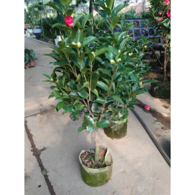 Cây trà my tứ quý kép 3 tuổi, cao 60‑100cm, chậu đang nở hoa 4 mùa – Giảm giá 480k 3