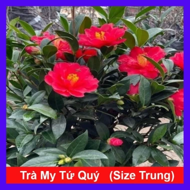 Cây Trà My Tứ Quý size 40-60cm - Cây cảnh tài lộc, phú quý, giảm giá 135k