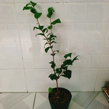 Cây Trà My Tứ Quý size 40-60cm - Cây cảnh tài lộc, phú quý, giảm giá 135k