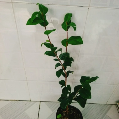 Cây Trà My Tứ Quý size 40-60cm - Cây cảnh tài lộc, phú quý, giảm giá 135k