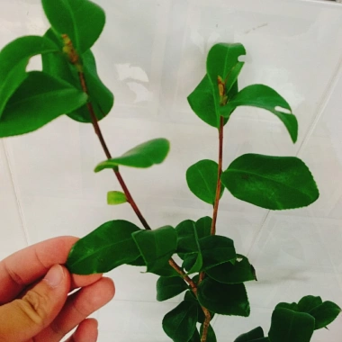 Cây Trà My Tứ Quý size 40-60cm - Cây cảnh tài lộc, phú quý, giảm giá 135k