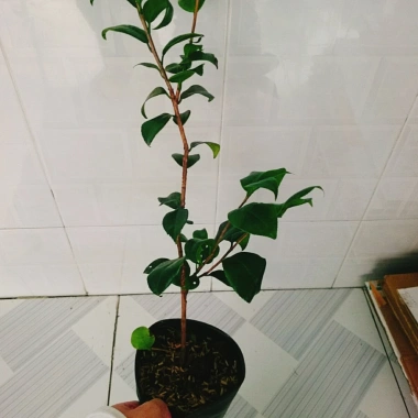 Cây Trà My Tứ Quý size 40-60cm - Cây cảnh tài lộc, phú quý, giảm giá 135k 5 Cây Trà My Tứ Quý size 40-60cm - Cây cảnh tài lộc, phú quý, giảm giá 135k 5