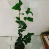 Cây Trà My Tứ Quý size 40-60cm - Cây cảnh tài lộc, phú quý, giảm giá 135k 6