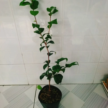 Cây Trà My Tứ Quý size 40-60cm - Cây cảnh tài lộc, phú quý, giảm giá 135k 7 Cây Trà My Tứ Quý size 40-60cm - Cây cảnh tài lộc, phú quý, giảm giá 135k 7
