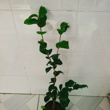 Cây Trà My Tứ Quý size 40-60cm - Cây cảnh tài lộc, phú quý, giảm giá 135k 8 Cây Trà My Tứ Quý size 40-60cm - Cây cảnh tài lộc, phú quý, giảm giá 135k 8