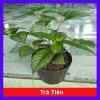 Cây trà tiên - Cây cảnh sân vườn xanh mát, giảm còn 55k, thích hợp trang trí nội thất và phong thủy