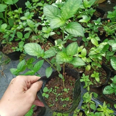 Cây trà tiên - Cây cảnh sân vườn xanh mát, giảm còn 55k, thích hợp trang trí nội thất và phong thủy