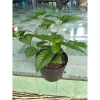 Cây trà tiên - Cây cảnh sân vườn xanh mát, giảm còn 55k, thích hợp trang trí nội thất và phong thủy 4