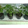 Cây trà tiên - Cây cảnh sân vườn xanh mát, giảm còn 55k, thích hợp trang trí nội thất và phong thủy 5