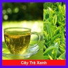 Cây Trà Xanh tươi - Dùng pha trà, làm bánh, tăng sức khỏe, chỉ 18.000₫