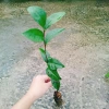 Cây Trà Xanh tươi - Dùng pha trà, làm bánh, tăng sức khỏe, chỉ 18.000₫ 2