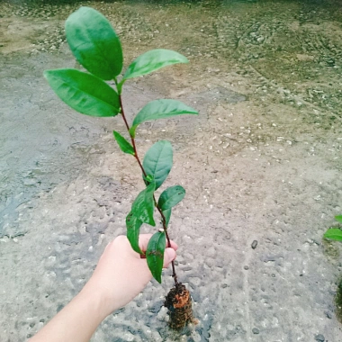Cây Trà Xanh tươi - Dùng pha trà, làm bánh, tăng sức khỏe, chỉ 18.000₫
