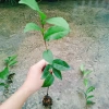 Cây Trà Xanh tươi - Dùng pha trà, làm bánh, tăng sức khỏe, chỉ 18.000₫ 4