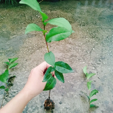 Cây Trà Xanh tươi - Dùng pha trà, làm bánh, tăng sức khỏe, chỉ 18.000₫